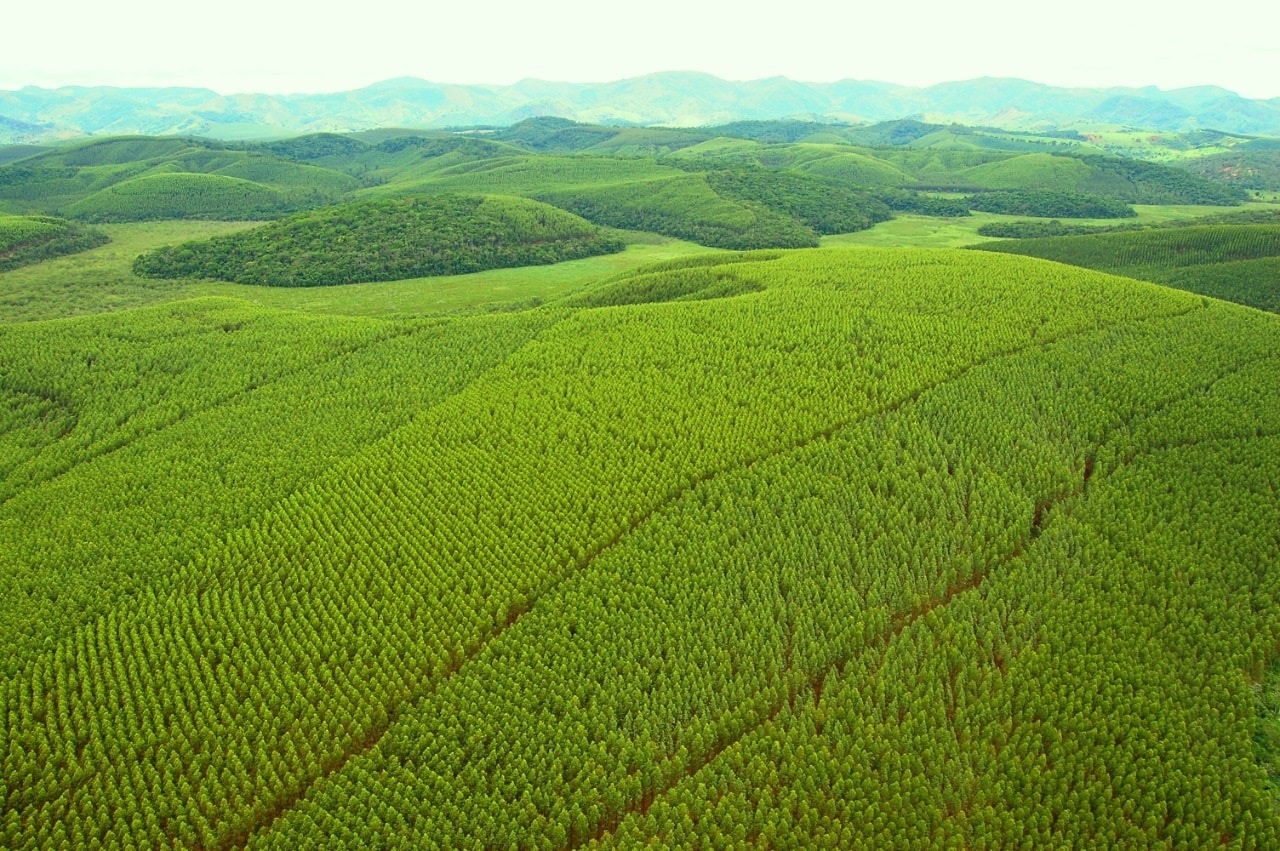 Plataforma de gestão de florestas de Minas Gerais utiliza blockchain para maior eficiência
